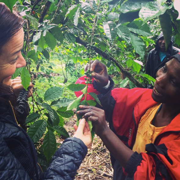 Our new Rwandan Gishwati Cloud Forest Coffee has landed