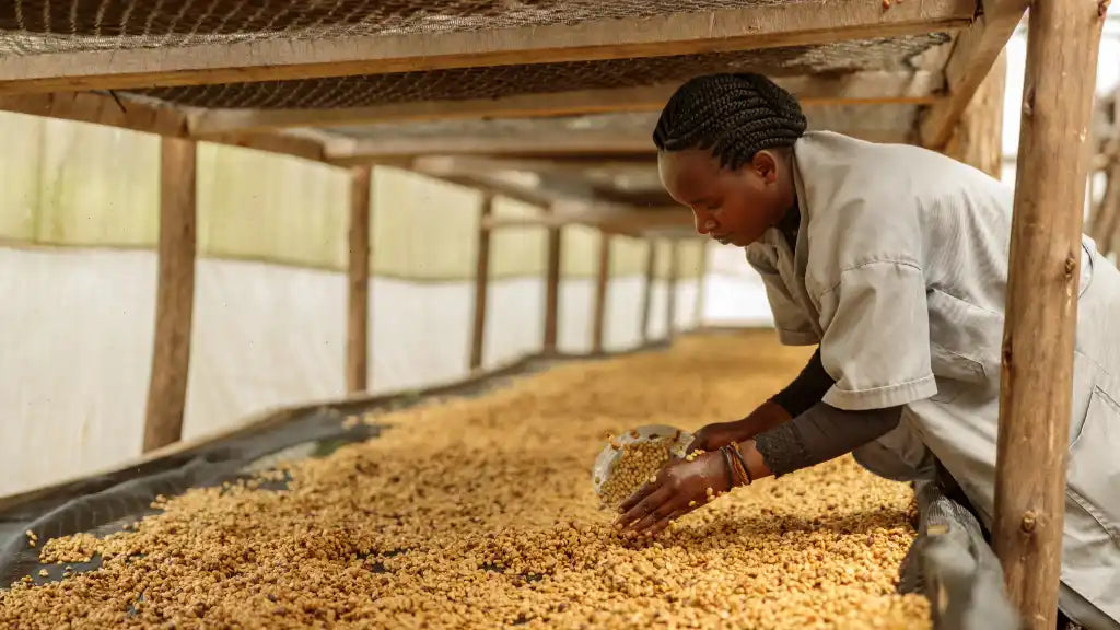 Coffee & gender equality