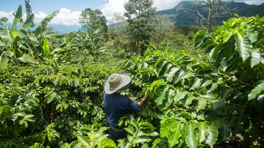 How regenerative farming helps coffee growers