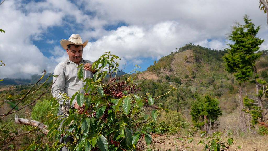 Traceable Taste: The Magic of Single Origin Coffee