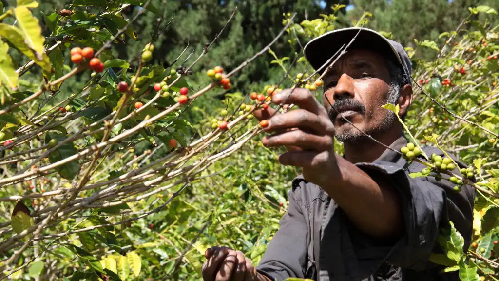 Why choose organic coffee?