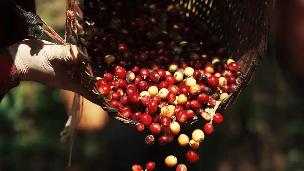 Harvesting coffee for the best results