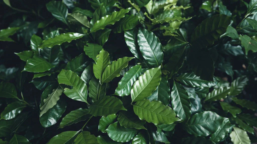 Is shade grown coffee just a fad?