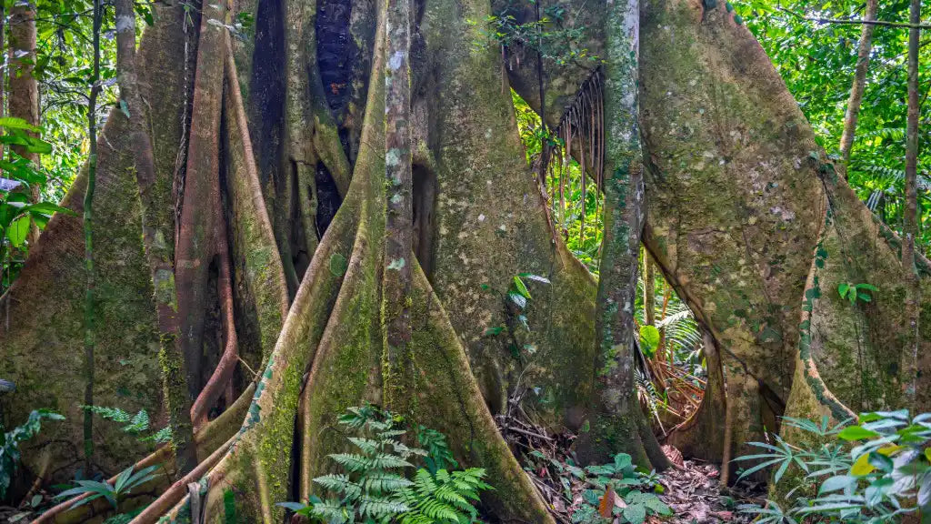 Shade Grown and Sacred: Coffee From the Forest Communities of Mexico