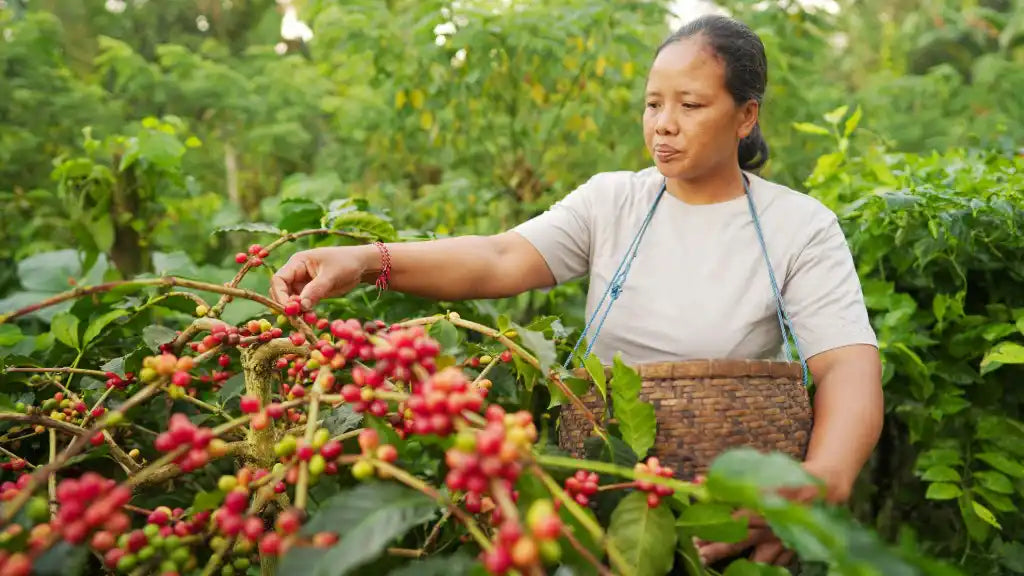 Why empowering women is essential for sustainable coffee